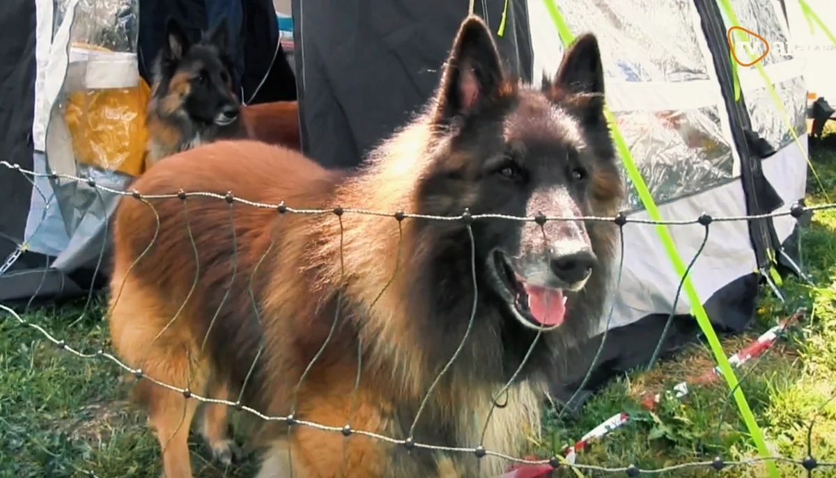 Pecica găzduiește Campionatul Mondial Malinois: 500 de câini din 40 de țări