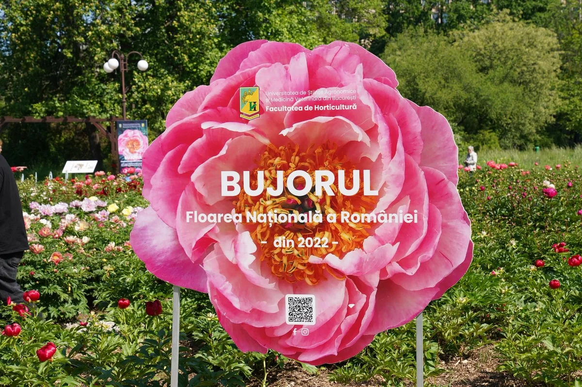 Primul soi de bujor din România va purta numele "Madrigal", creat la USAMV