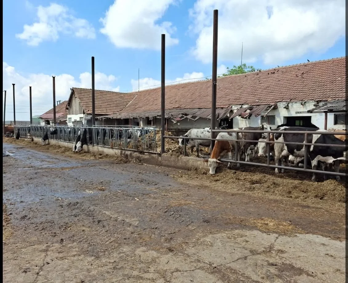 Fermă de bovine amendată cu 65.000 lei în județul Arad