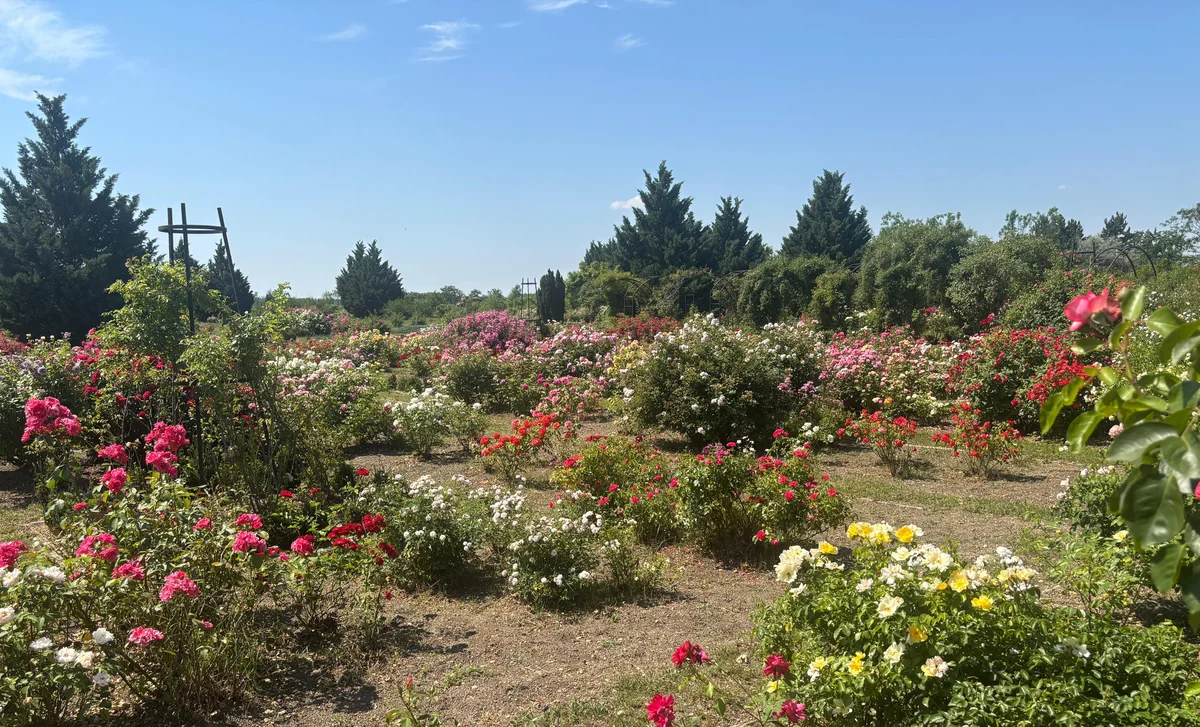Cod Portocaliu de caniculă în județul Arad: temperaturi de până la 37°C vineri