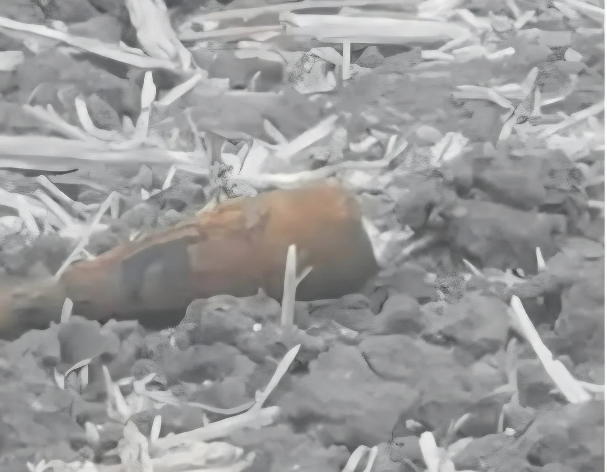 ISU Arad a asanat o bombă de 50 mm lângă Ghioroc